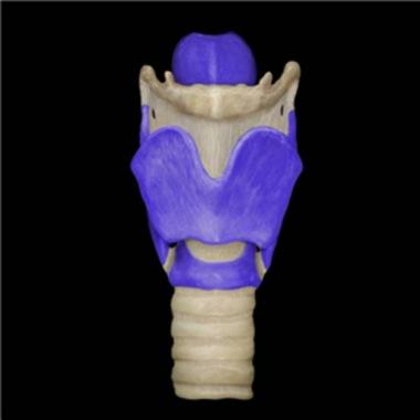 4. What structure is also known as the voice box? A. Larynx B. Pharynx C. Esophagus D. Bronchus E. Trachea 5. Which structure is highlighted? A. laryngeal cartilages B. hyoid bone C.