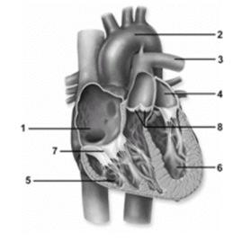 19. In this figure showing an anterior view of the heart, the left atrium is noted by number A. 1 B. 2 C. 3 D. 4 E. 5 20.