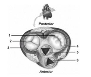 21. In this figure showing an oblique section of the heart, the pulmonary semilunar valve is number A. 1 B. 2 C. 3 D. 5 E. 6 22.