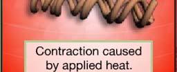 Collagen Contraction