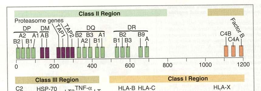 Genes coded MHC class II molecules Genes coded complement