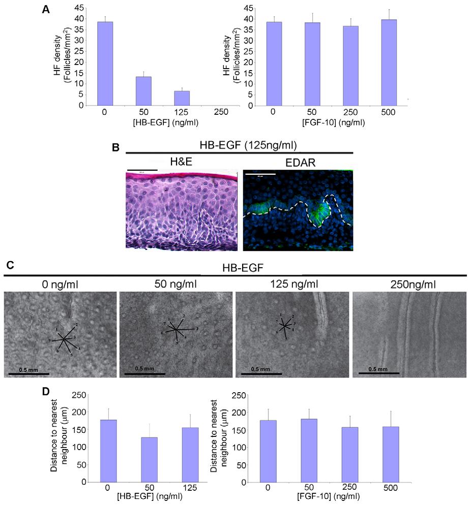 Control of hair follicle morphogenesis by KGF and EGF RESEARCH ARTICLE 2157 Fig. 3.