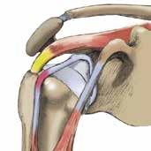 The biceps is attached to the scapula by two tendons. The first, which is by far the biggest, is attached to the coracoid, a small bony projection on the scapular.
