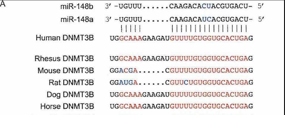 mir-148 targets human DNMT3b protein coding region mir-148 targets Dnmt3b splice variants 1,2 and 4 but