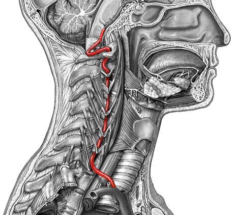 Sub-Cranial Instability Anterior shear Tectorial membrane distraction Alar ligament tests Vertebral Artery