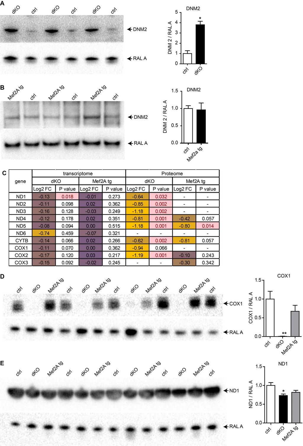 Figure S6: Loss of mir-1/133a but not increased expression of Mef2A augments Dynamin-2 expression levels -Related to Figure 5.