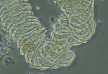 Image illustrating Vegetable cell  80