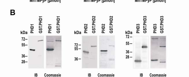 Figure S1. Inhibition of PHDs by MnTMPyP and in vitro hydroxylation activity of untagged PHD1-3.