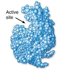 A porin protein provides a channel for a small molecule to diffuse across a cell membrane.