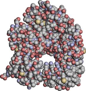 Most protein enzymes have a similar overall globular shape, but each enzyme has an active site with a unique structure