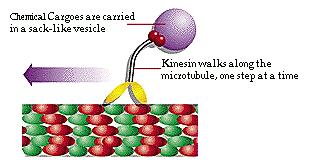The diagrams on the right show how the shape of the active site of an enzyme matches the shape of its substrate molecule,