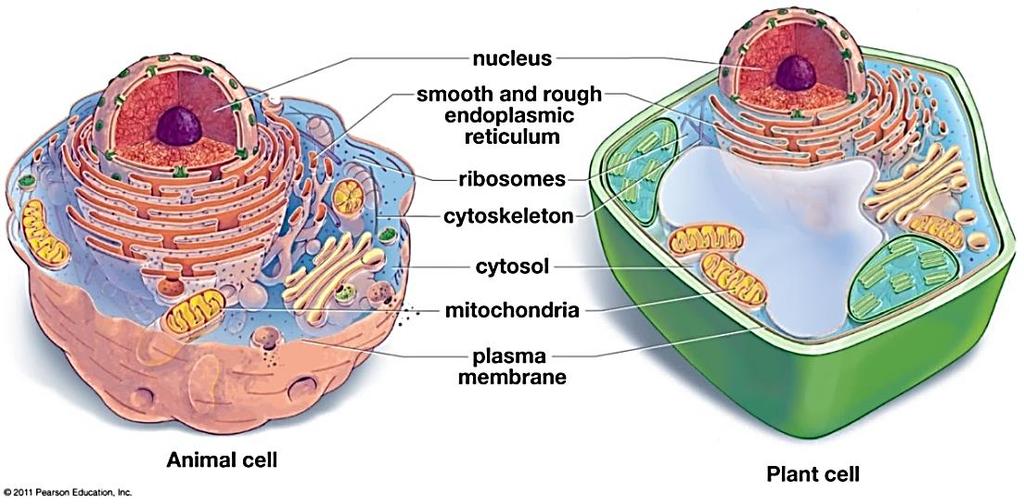 All living organisms are made up of one or more cells. A cell is the smallest unit that can carry out the activities of life.