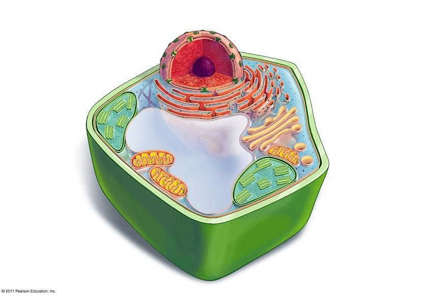 5. Plant cells have several structures that are not found in animal cells chloroplasts, cell walls and central vacuoles.