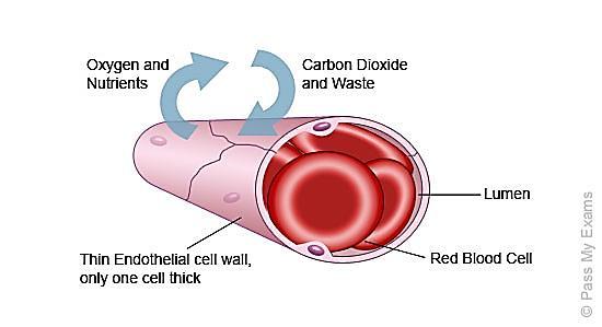 8. For some types of cell, a flexible structure that allows the cell to change shape is crucial for its function.