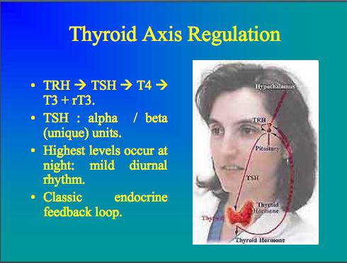 Thyroid Axis