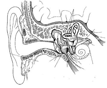 5 Brain 7 2 3 External Auditory Canal 8 6 Outer Ear 4 Middle Ear 1 Eardrum 6 Cochlear Nerve 2 Malleus 7 Vestibular Nerve 3 Incus 8 Cochlea 4 Stapes 9 Eustachian Tube 5 Labyrinth Inner Ear 9 ANATOMY