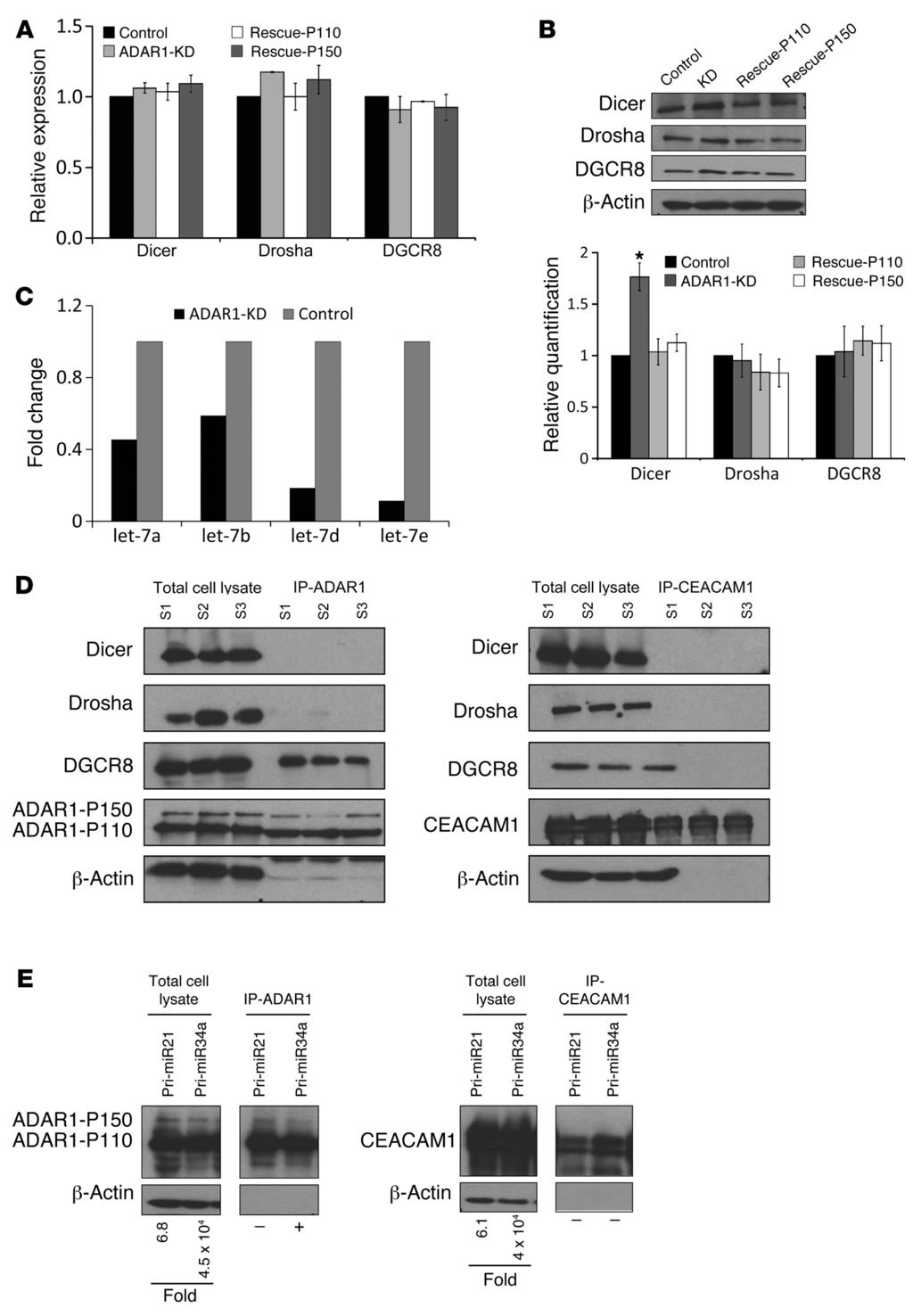 Figure 6 ADAR1 regulates mirnas processing by affecting the biogenesis proteins.
