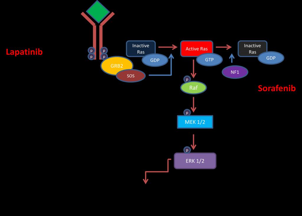 Figure 4. Ras/Raf/MAPK signaling pathway. Upon ligand binding, the tyrosine residues on the kinase domain of EGFRs become transphosphorylated, which act as docking sites for the adaptor protein GRB2.