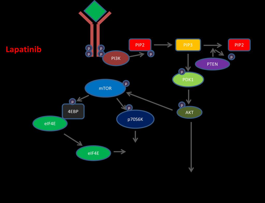 Figure 5. PI3K/AKT signaling pathway. The lipid kinase PI3K binds the kinase domain of the EGFR receptor, and phosphorylates PIP2 to generate PIP3, a second messenger.