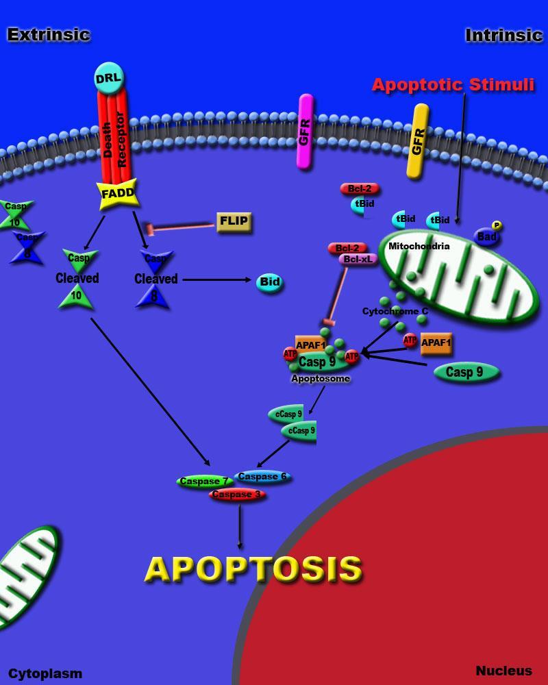 Figure 6. Intrinsic and extrinsic apoptotic pathways.