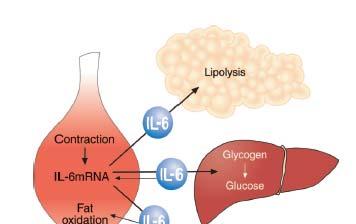 IL-6 and skeletal muscle Inflammation-induced (overexpression, systemic, persistent) Cachexia / Muscle atrophy Deleterious effect on muscle