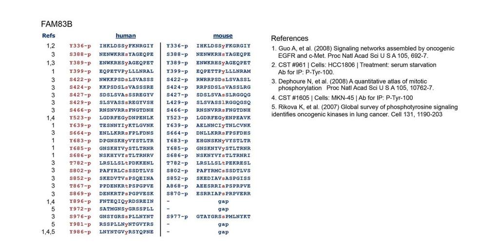 Figure IV-6: Detection of endogenous FAM83B protein in various cell lines. The FAM83B protein has been detected by mass spectrometry following immunoprecipitation with phospho-tyr/ser/thr antibodies.