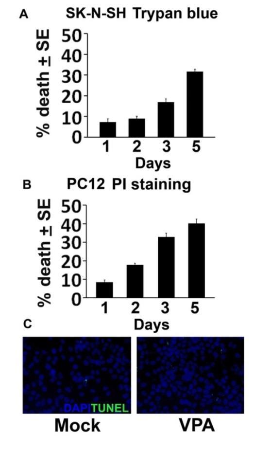 Figure 17: VPA induced cell death. (A) Mock or VPA-treated SK-N-SH cells were assayed for cell death at 1,2,3, and 5 days post-treatment using trypan blue staining.