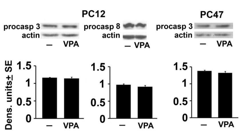 Figure 18: VPA does not activate caspases. Neuronally differentiated PC12 and PC47cells were either mock treated or treated with VPA (1mM).