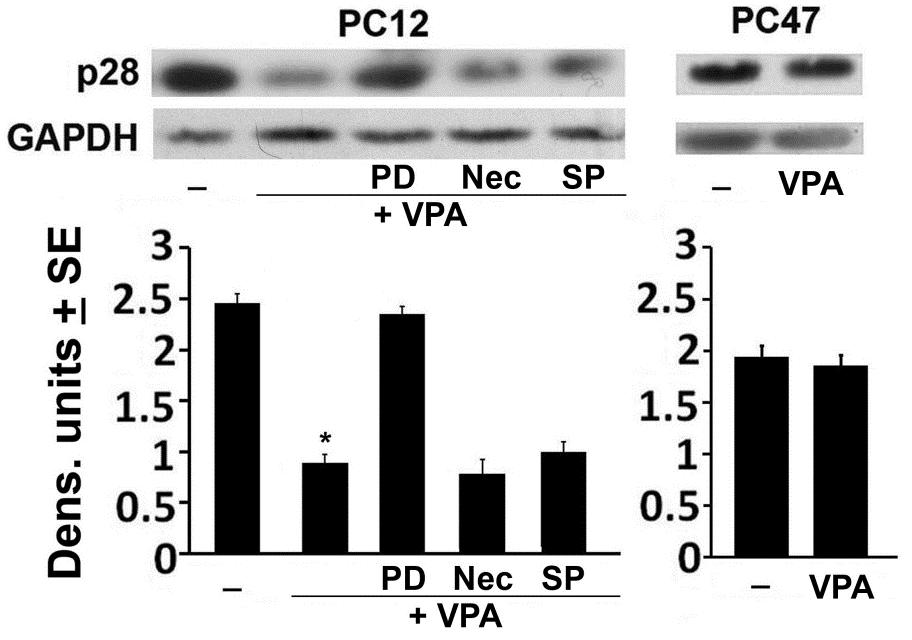 Figure 19: Calpain is activated in VPA-treated PC12, but not PC47 cells. Neuronally differentiated PC12 and PC47 cells were mock- or VPA (1mM)-treated alone or in combination with PD, SP or Nec-1.