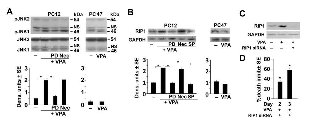 dependent and upstream of Nec-1 inhibitable necroptosis and (iii) JNK1 activation is associated with VPA-induced cell death. Figure 20: VPA activates JNK1, leading to increased RIP-1 expression.