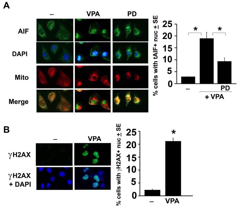 Figure 22: VPA induces taif mitochondrial release and increases levels of γh2ax. (A) Neuronally differentiated PC12 cells were mock- or VPA-treated alone or with PD as described in Fig. 1B.
