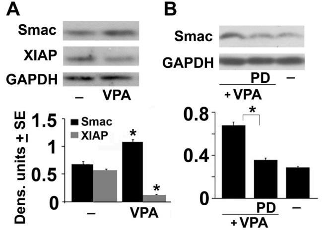 Figure 23:VPA increases Smac/DIABLO and decreases XIAP. (A) Neuronally differentiated PC12 cells were mock- or VPA-treated as in Fig.