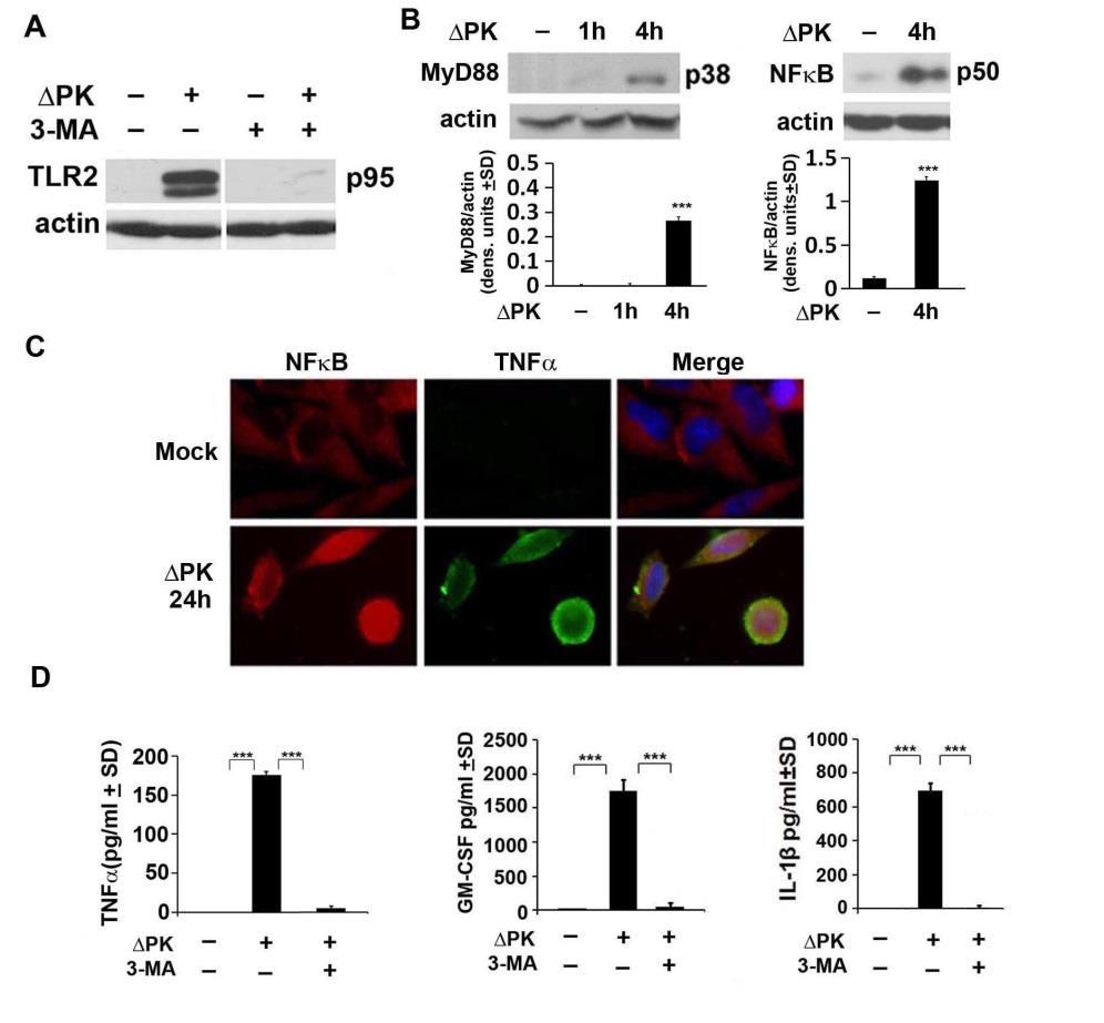 Having seen that the levels of IL-1 are increased in PK-infected cells, we wanted to know whether this involves pyroptosis- Figure 10: ΔPK induces pro-inflammatory cytokine expression through