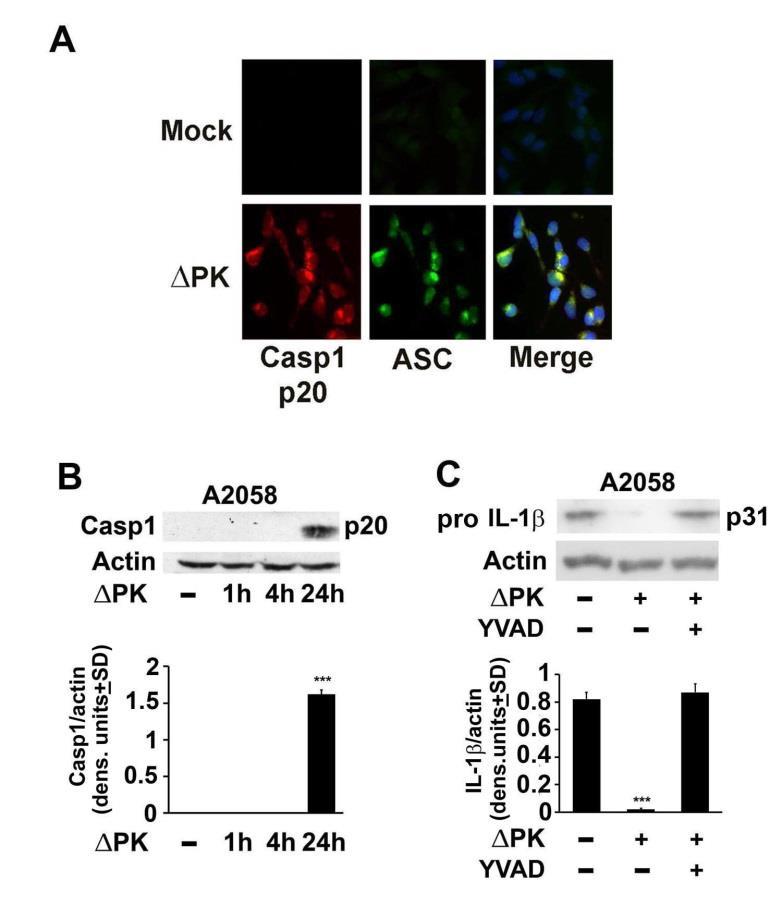 Figure 11: ΔPK-induced pyroptosis activates caspase-1 resulting in mature IL- production.