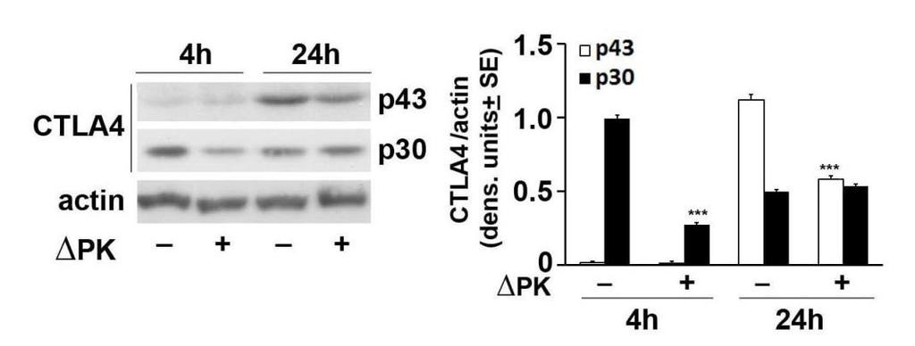 B2.8: PK inhibits expression of the negative immune checkpoint regulator CTLA-4.