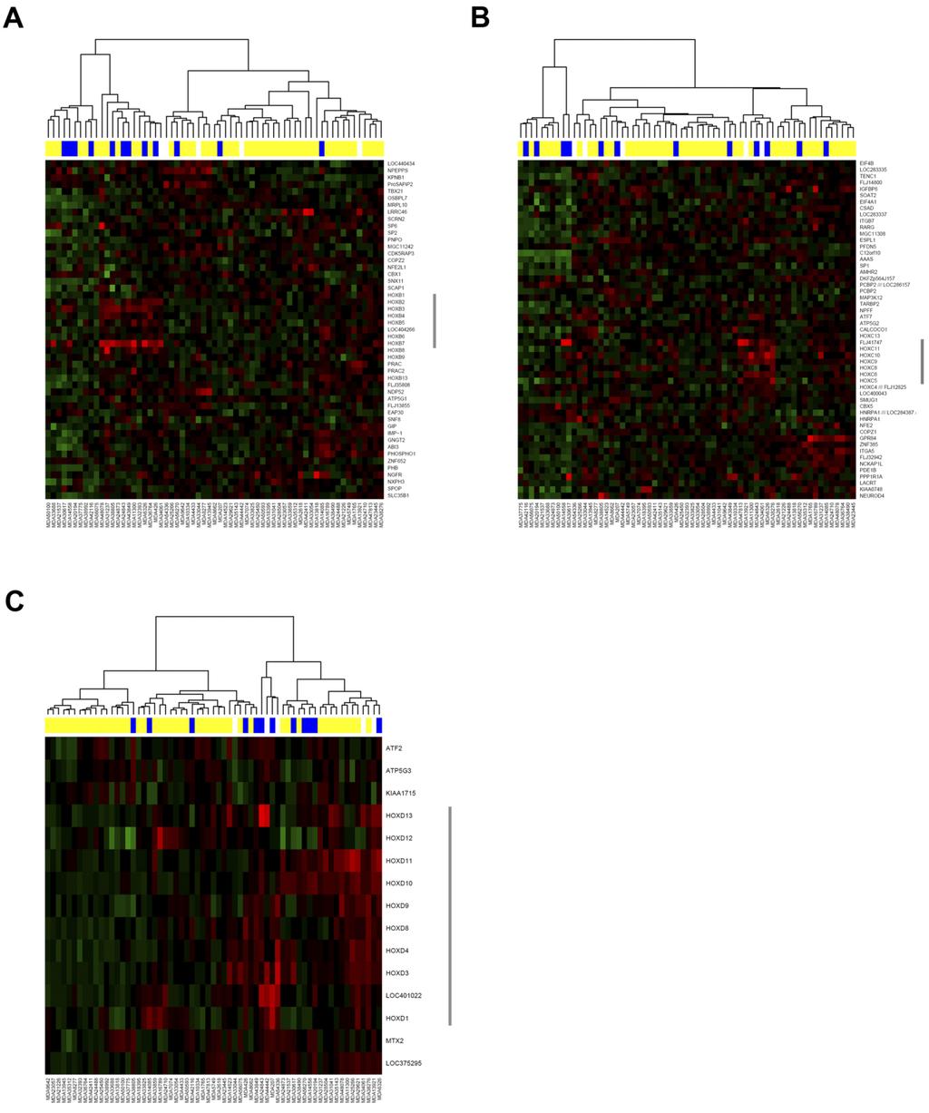 Supplementary Figure S3. HOXB, HOXC, and HOXD gene clusters demonstrate chromosomal domains of transcriptional activation in the MDA tumor set.