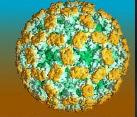 20 B. Genetic Variability of Noroviruses Noroviruses (NoV), formerly known as small round structured viruses (SRSVs) or Norwalk-like viruses (NLVs), were discovered in 1972 (21, 22) and belong to the