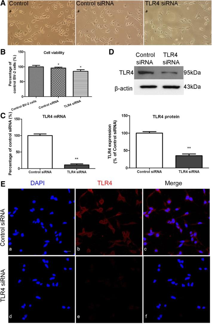 Yao et al. Journal of Neuroinflammation 2013, 10:23 Page 12 of 21 Figure 6 Downregulation of Toll-like receptor 4 (TLR4) after TLR4 sirna transfection in BV-2 cells.