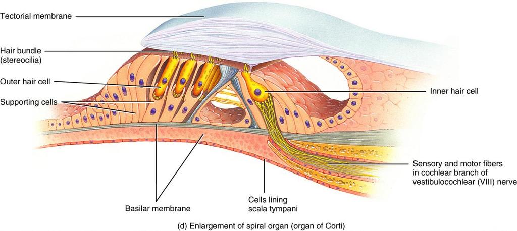 10 Organ of Corti (Spiral Organ) Organ of Corti: The organ of hearing and lies on the basilar membrane Contains ~16,000 hair cells (receptors of hearing) that possess long stiff stereocilia (modified