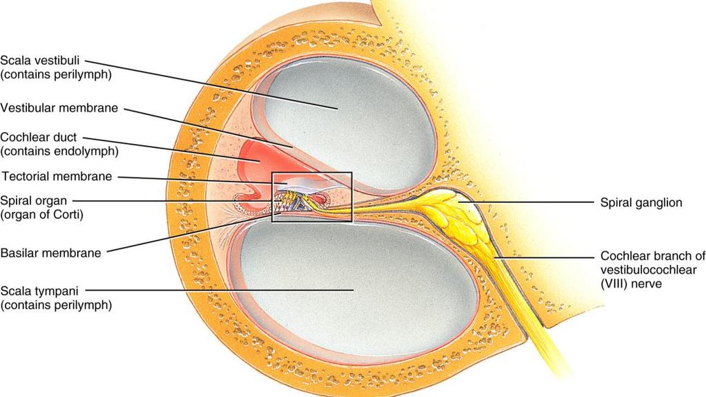 Most stereocilia are in contact with the tectoral membrane.
