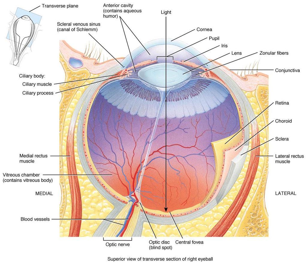 Structures of the Eyeball Wall of the eye consists of three layers: 1. Fibrous tunic (outer) 2. Vascular tunic (middle) 3.