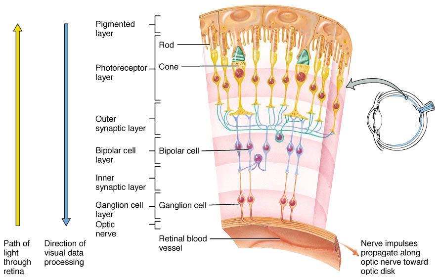 6 2. Bipolar cell layer 3. Ganglion cell layer Ganglion cell axons extend posteriorly to the optic disc (blind spot) and exit the eyeball as the optic nerve.