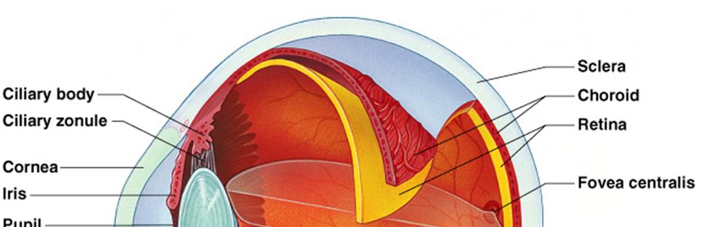 Structure of the Eye Wall is