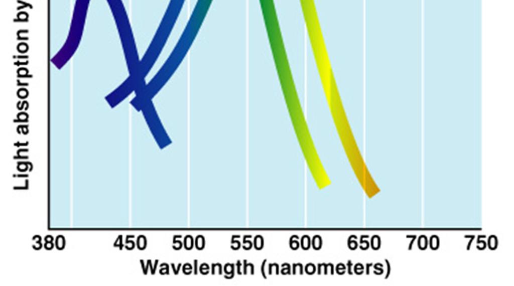 different light wavelengths