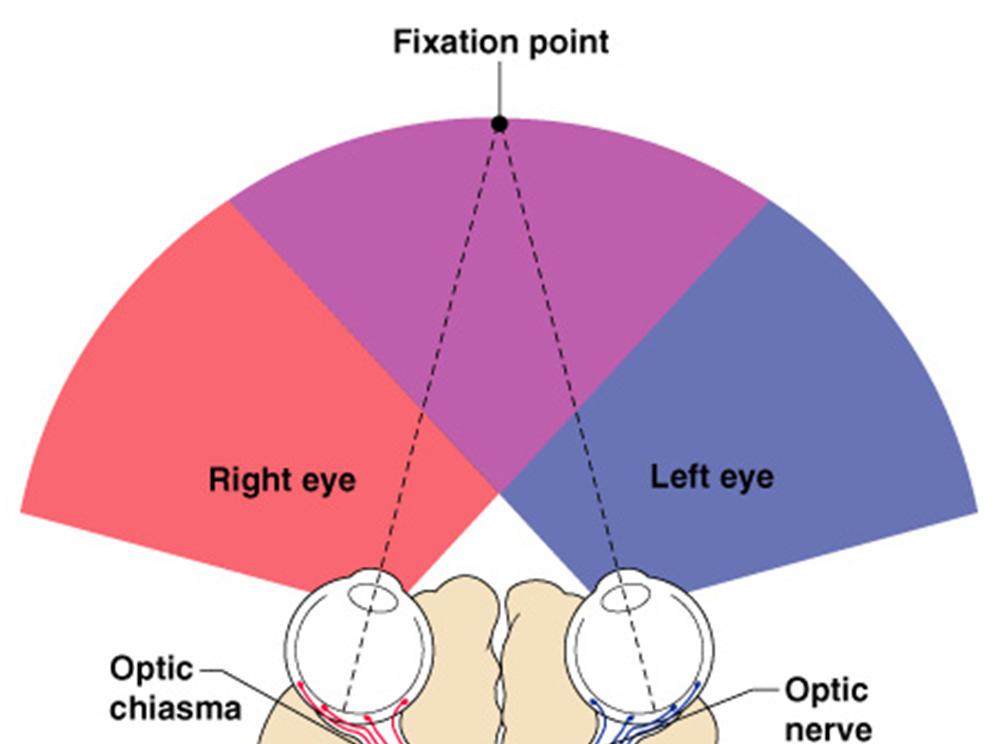 Visual Pathway Photoreceptors of the retina