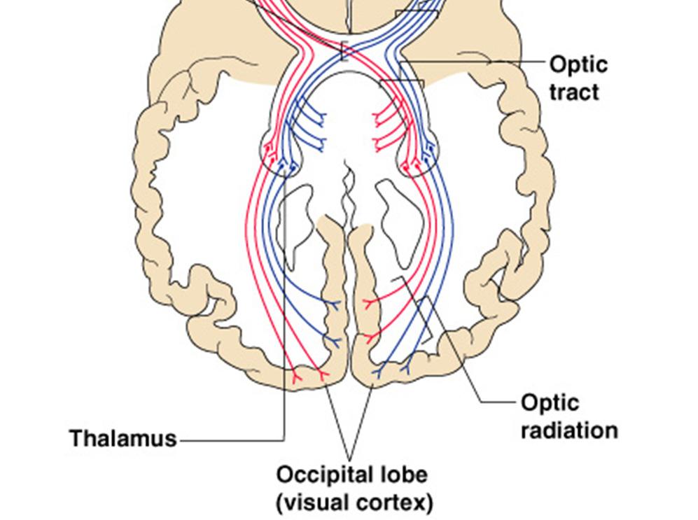chiasma Optic tracts Thalamus (axons form