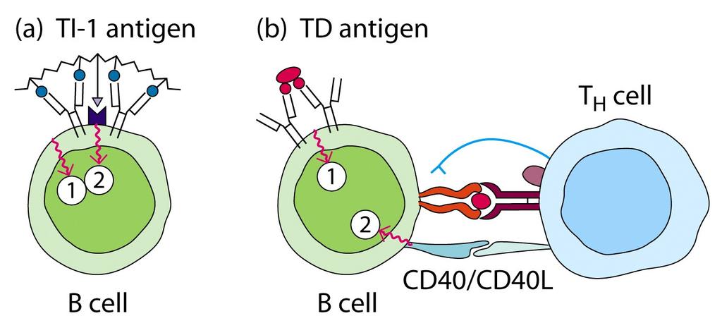 This massive BCR cross-linking is thought to provide a sufficient activation signal to over-ride the need for T cell help. Produce Abs in nude mice No Yes Figure 9.