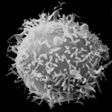 T lymphocyte: a key