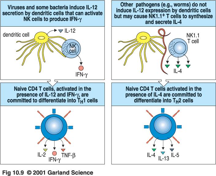 Differentiation of naive CD4 T