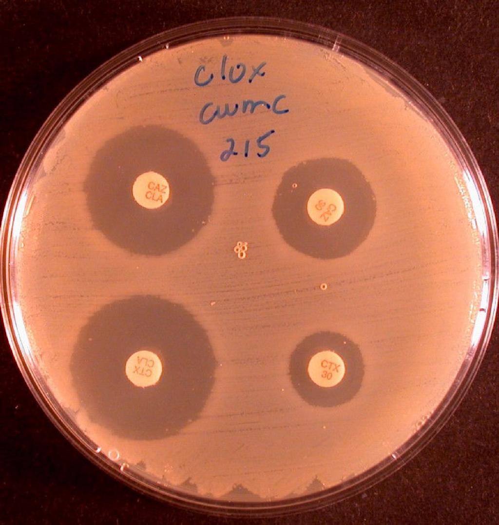 VOL. 48, 2010 COMMENTARY 1021 FIG. 1. E. coli that produces an ESBL and a high level of AmpC. Shown is a CLSI ESBL confirmatory test on Mueller-Hinton agar supplemented with 200 g/ml cloxacillin.
